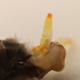 Imagen para el artículo titulado Esto es un pene de abeja macho, y su cópula con la reina es tan explosiva que muere al terminar el acto